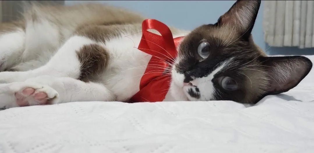 Gatinho Manso e saudável  - Foto 3