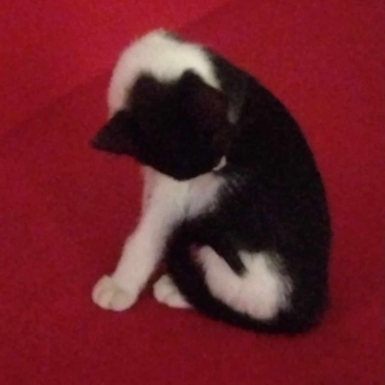 Gatos para adoção responsável  - Foto 2