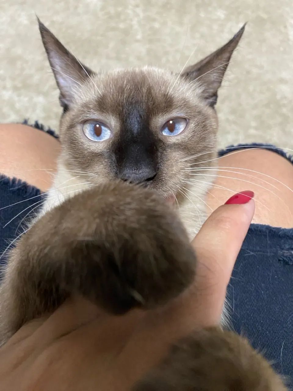 ADOÇAO RESPONSAVEL - Foto 5