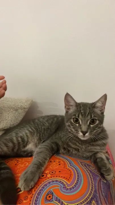 Gatinho cinza para adoção - Foto 2