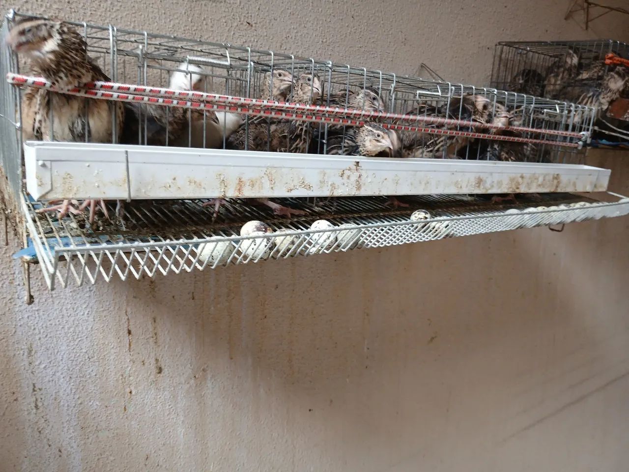 Disponível para venda - Foto 6