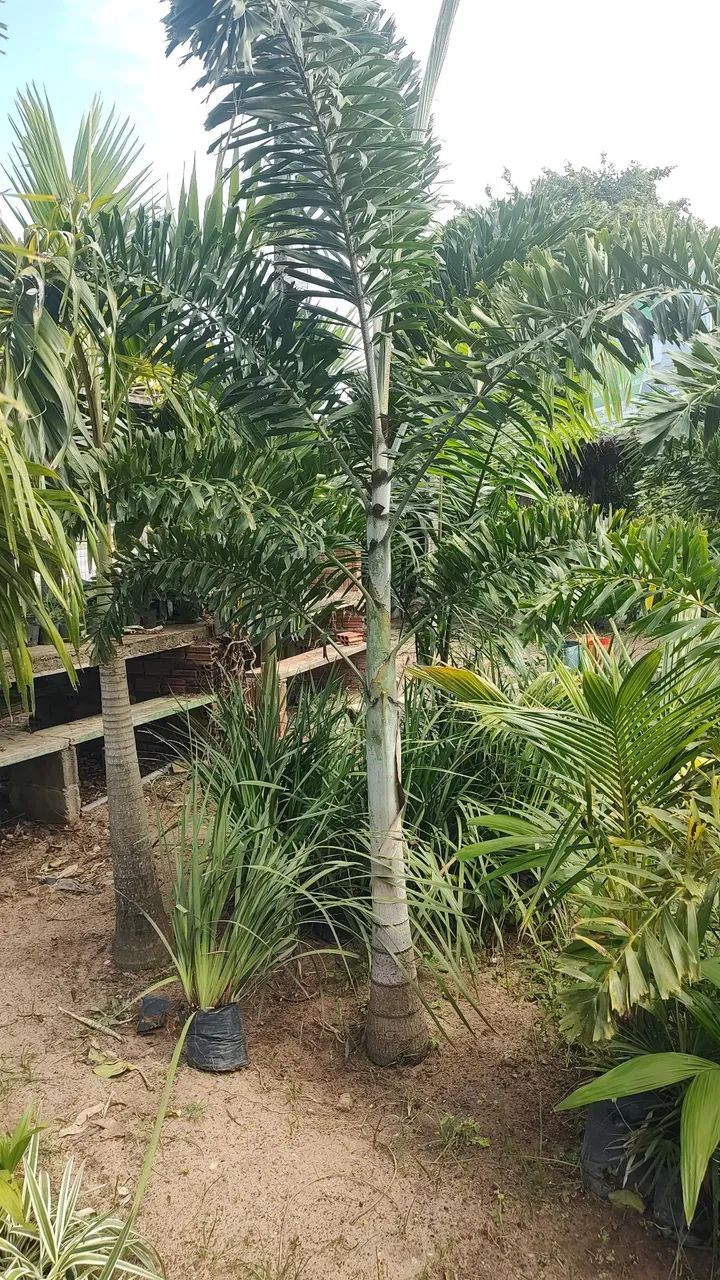 Palmeira Rabo de raposa  - Foto 2