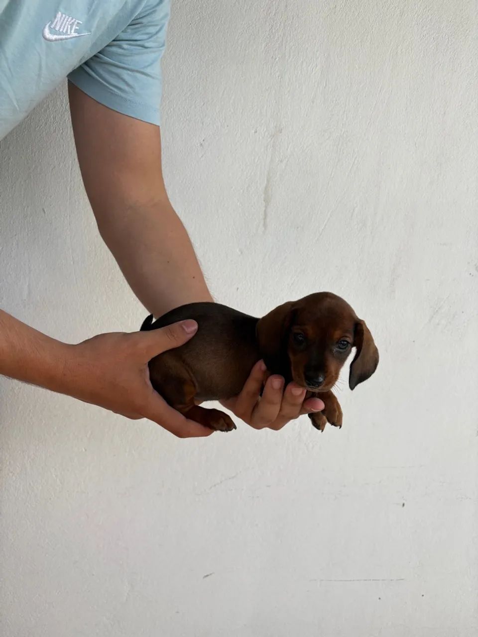 Dachshund fêmea  - Foto 2