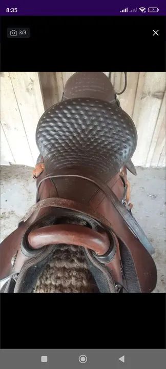 Potra baia  - Foto 5