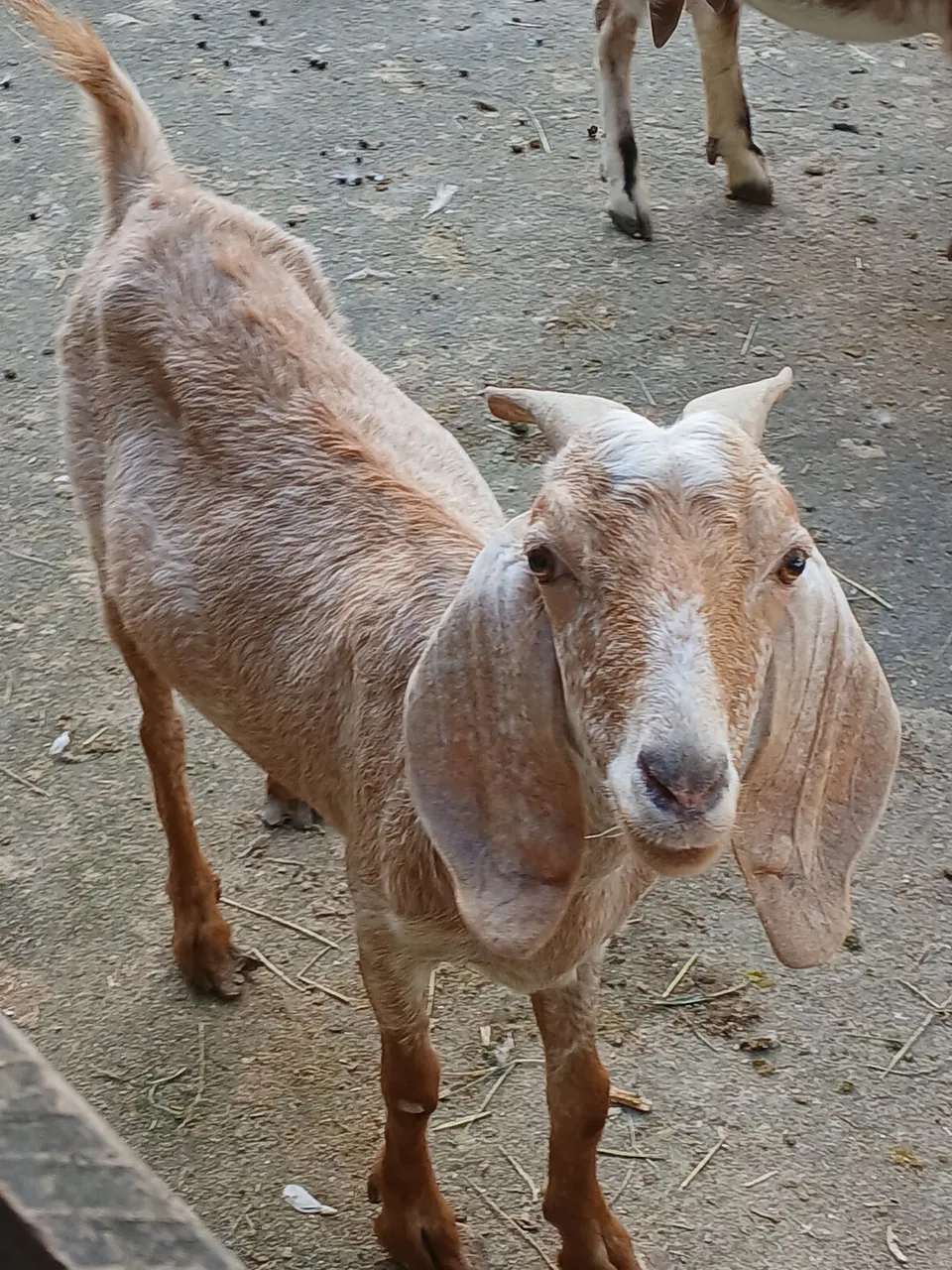 Cabras e cabritos