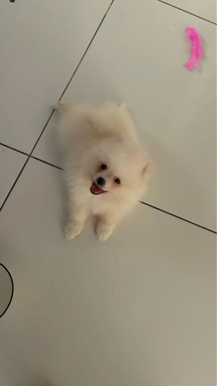 Lulu da pomerania anão 