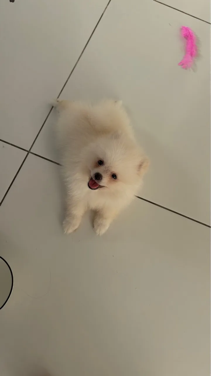 Lulu da pomerania anão 