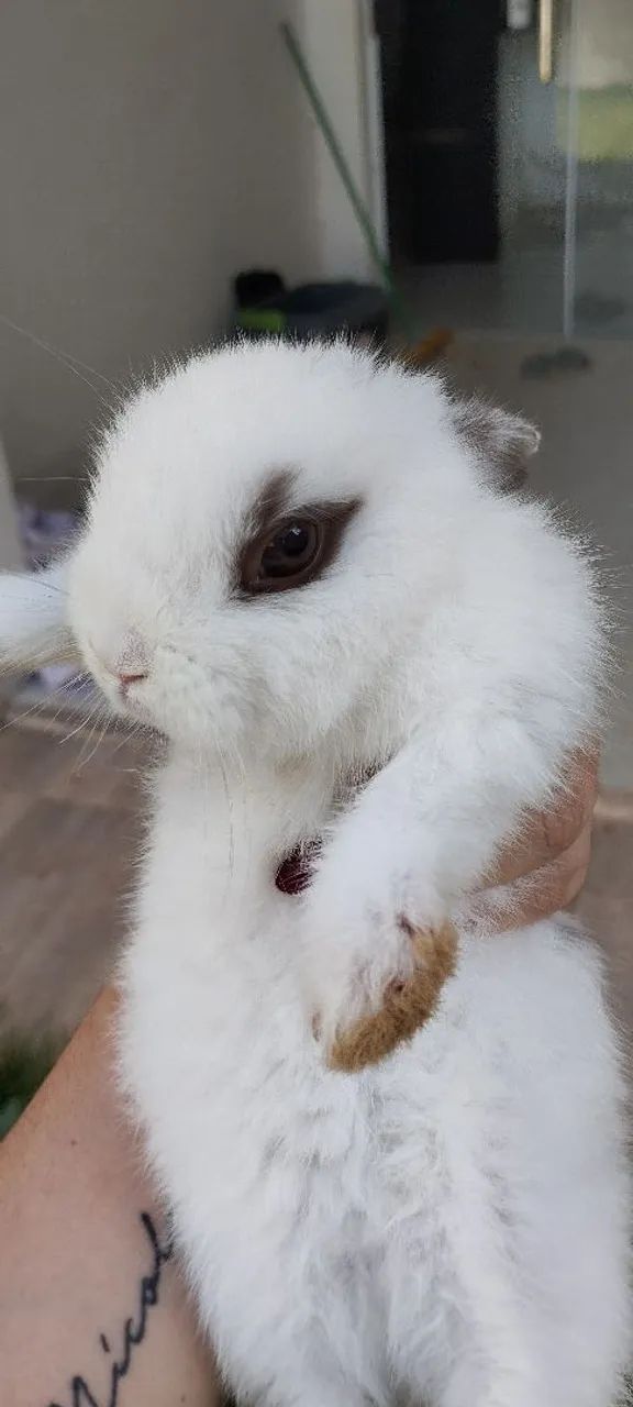 Mini coelho  - Foto 3