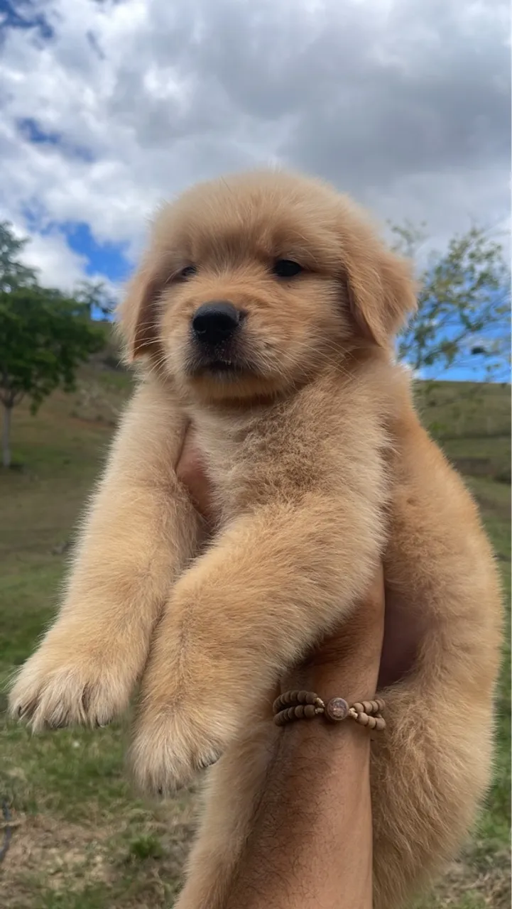 Golden Retriever