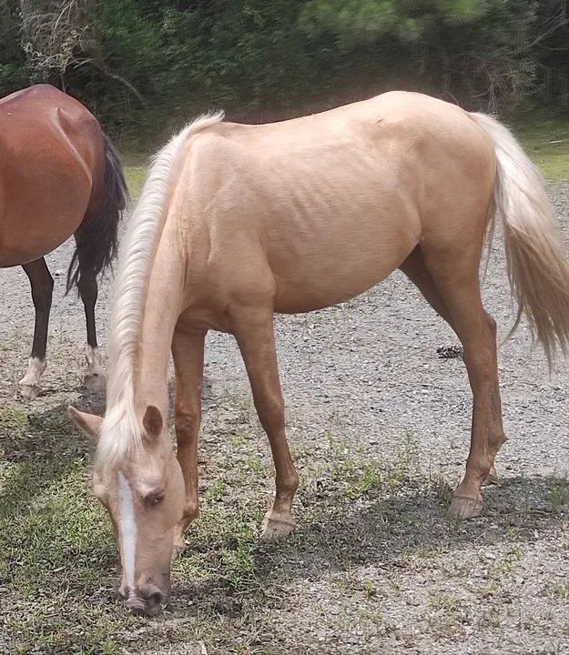 Potra baia  - Foto 2