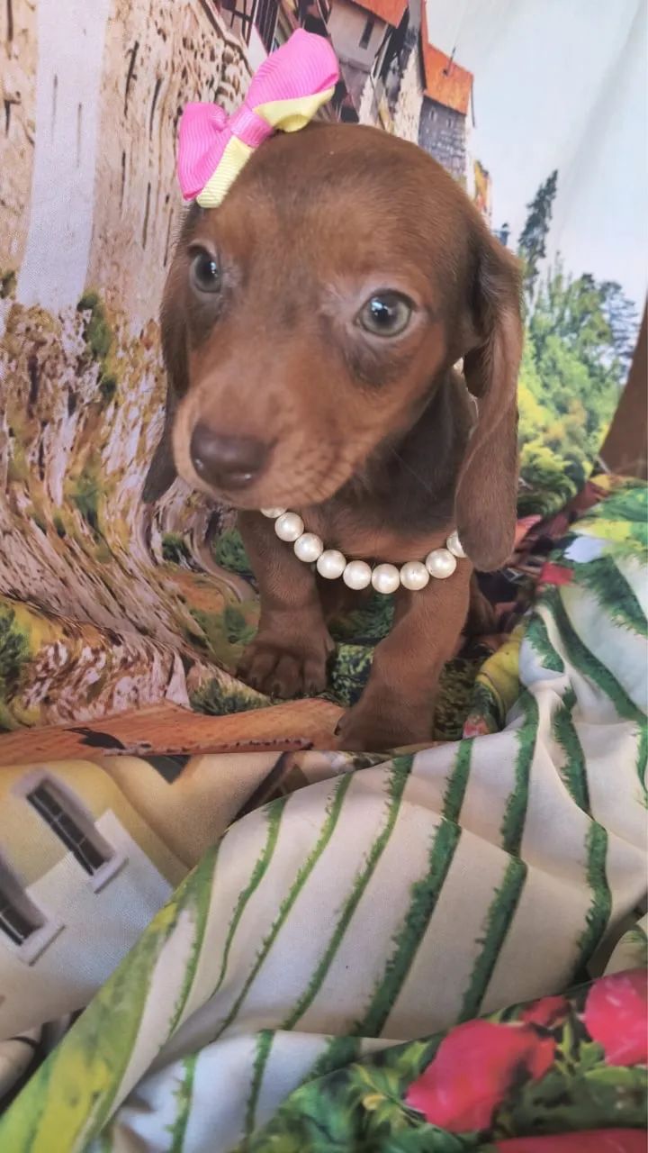 Dachshund Kaninchen filhote - Foto 3