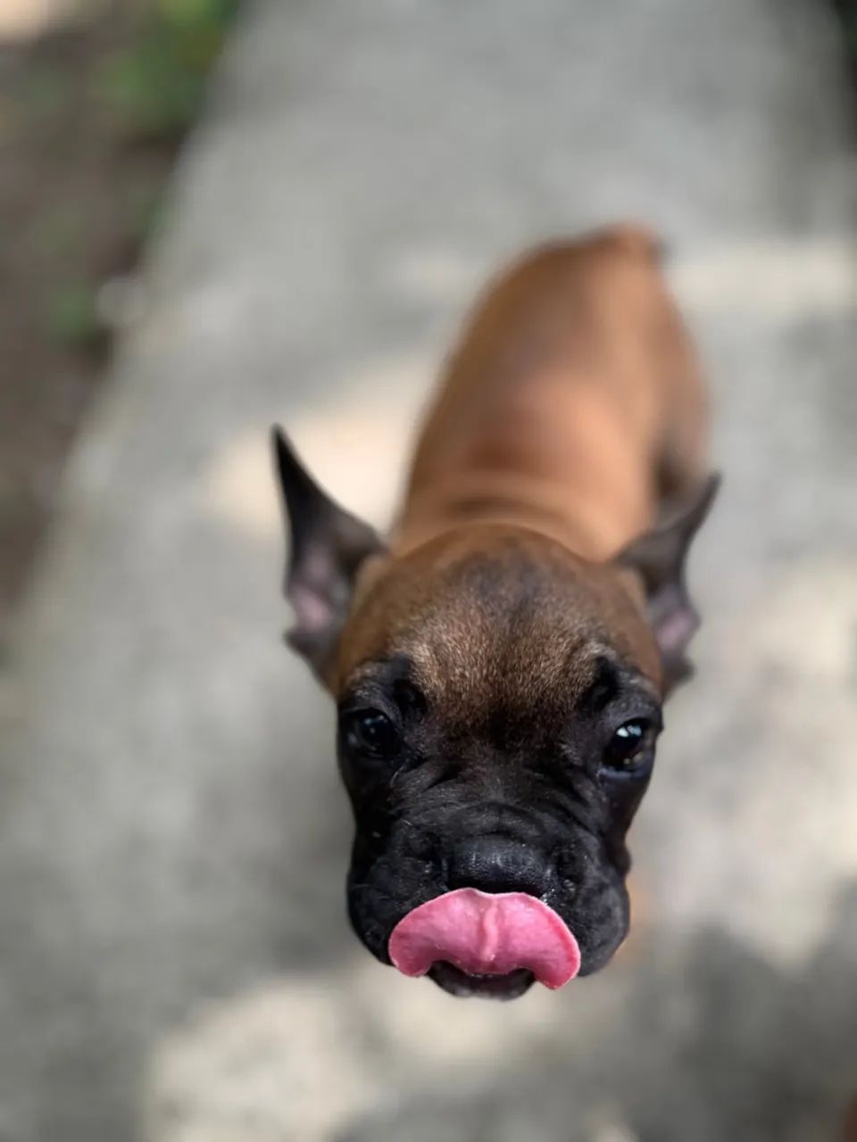 Buldogue francês  - Foto 6