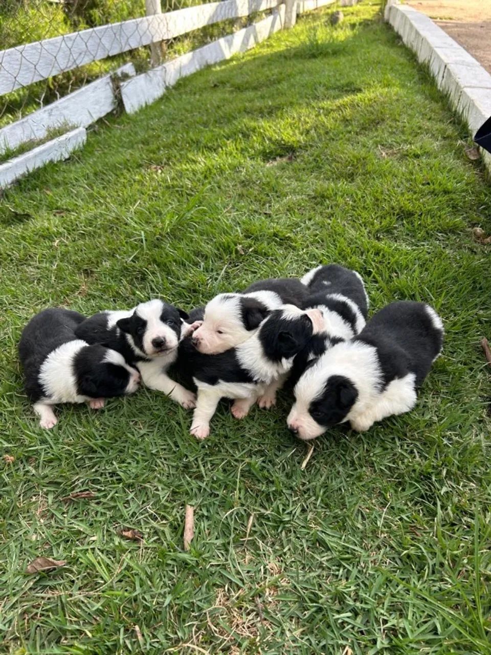 Border Collie  - Foto 2