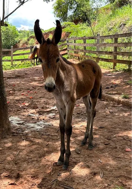 Jumento Pega Marchador - Foto 5