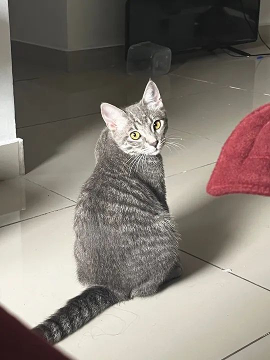 Gatinho cinza para adoção - Foto 4