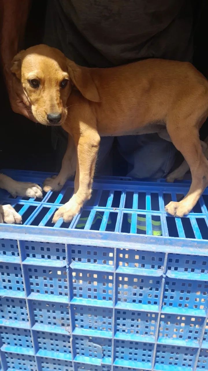   Filhotes de Fila Brasileiro, animais de estimação