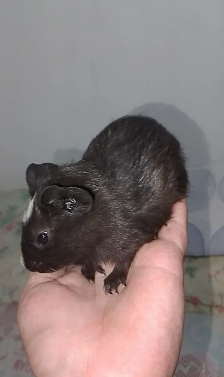 Porquinhos da índia black filhotes - Foto 4