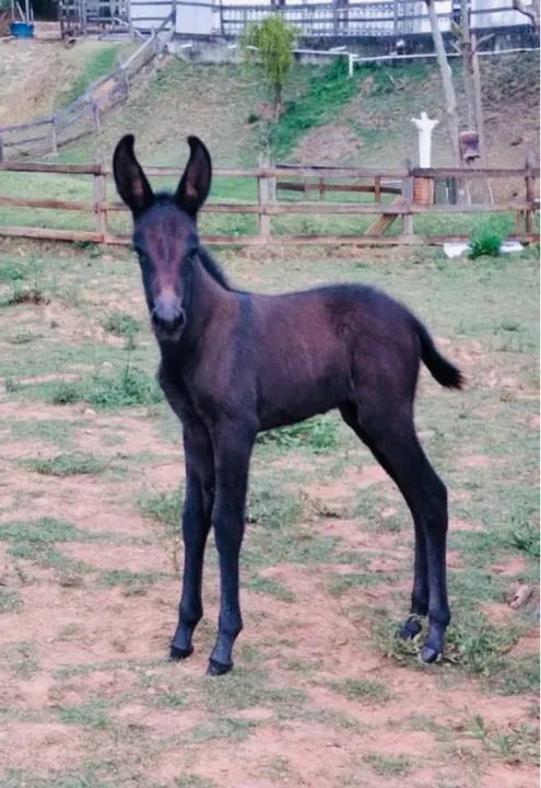 Jumento Pega Marchador - Foto 2