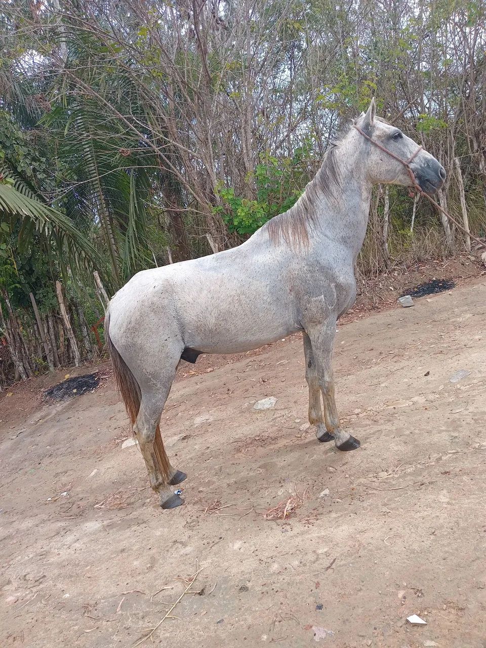 Vendo e troco cavalo andando muito 