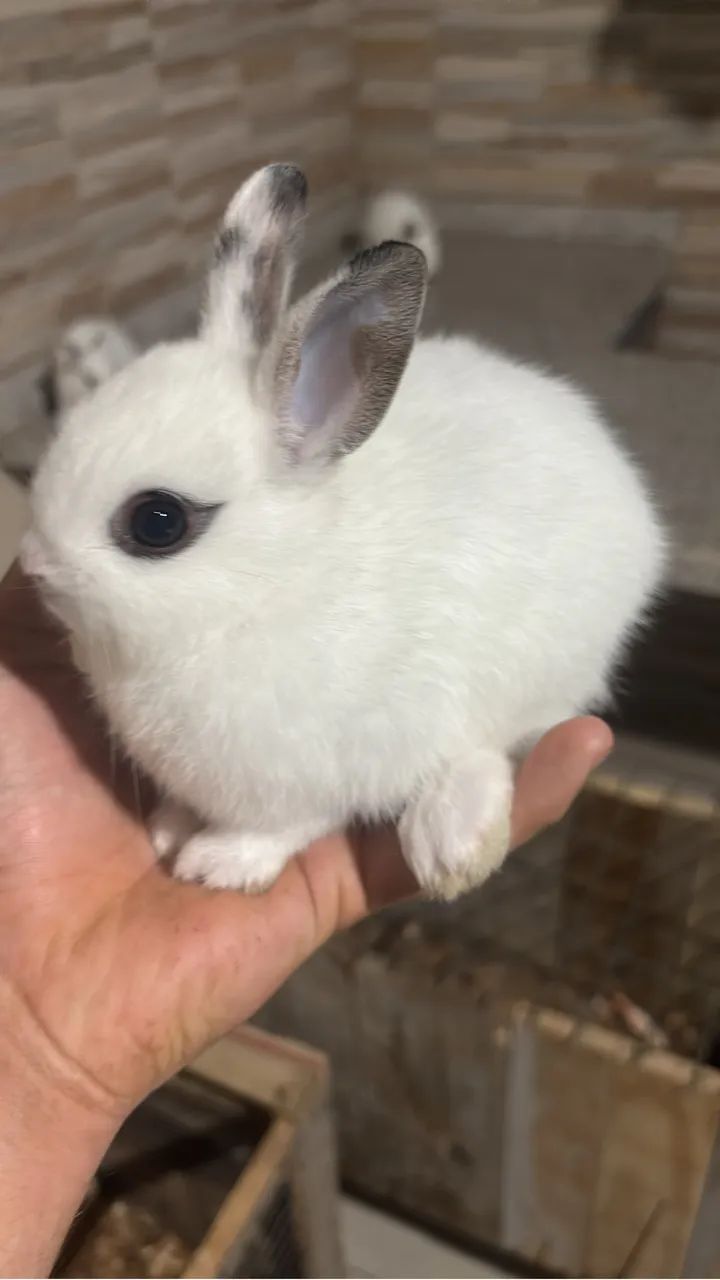 Coelhos mini  Nertland (filhotes) - Foto 4