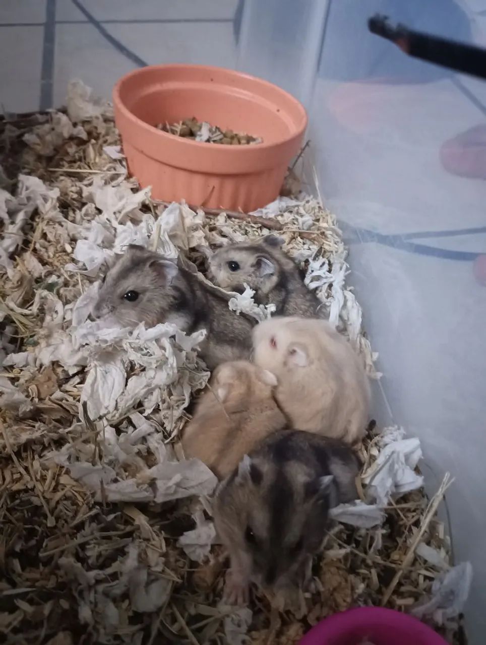 Hamster anão russo.64706317764865123