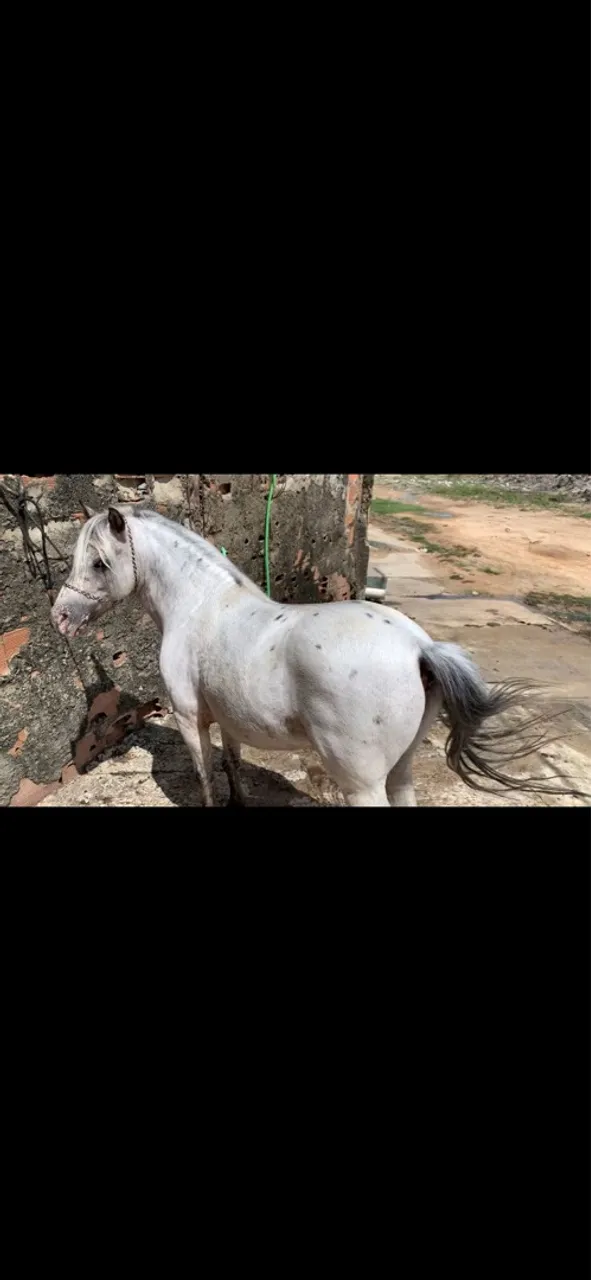 Pônei