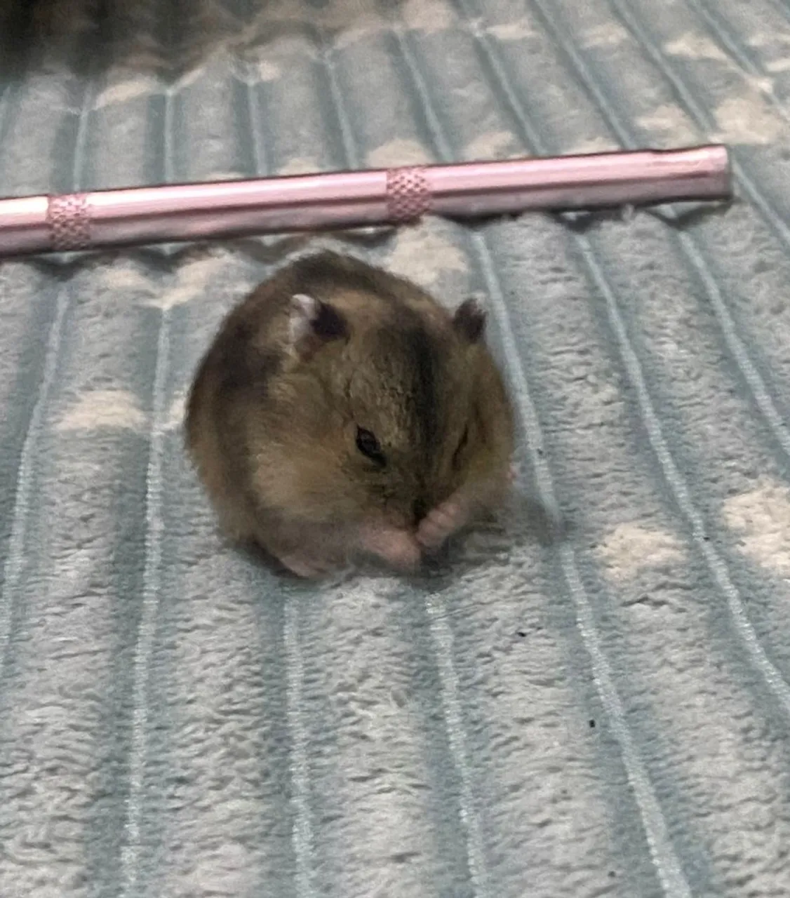 Hamster Anão russo-bolinha de pelo fofa!