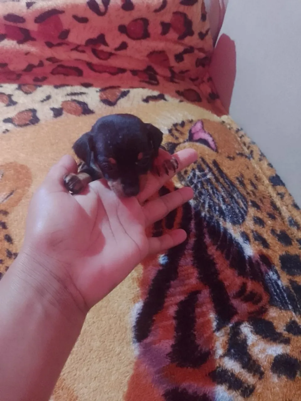 Filhote de Pinscher - Fofo e Charmoso! N-01