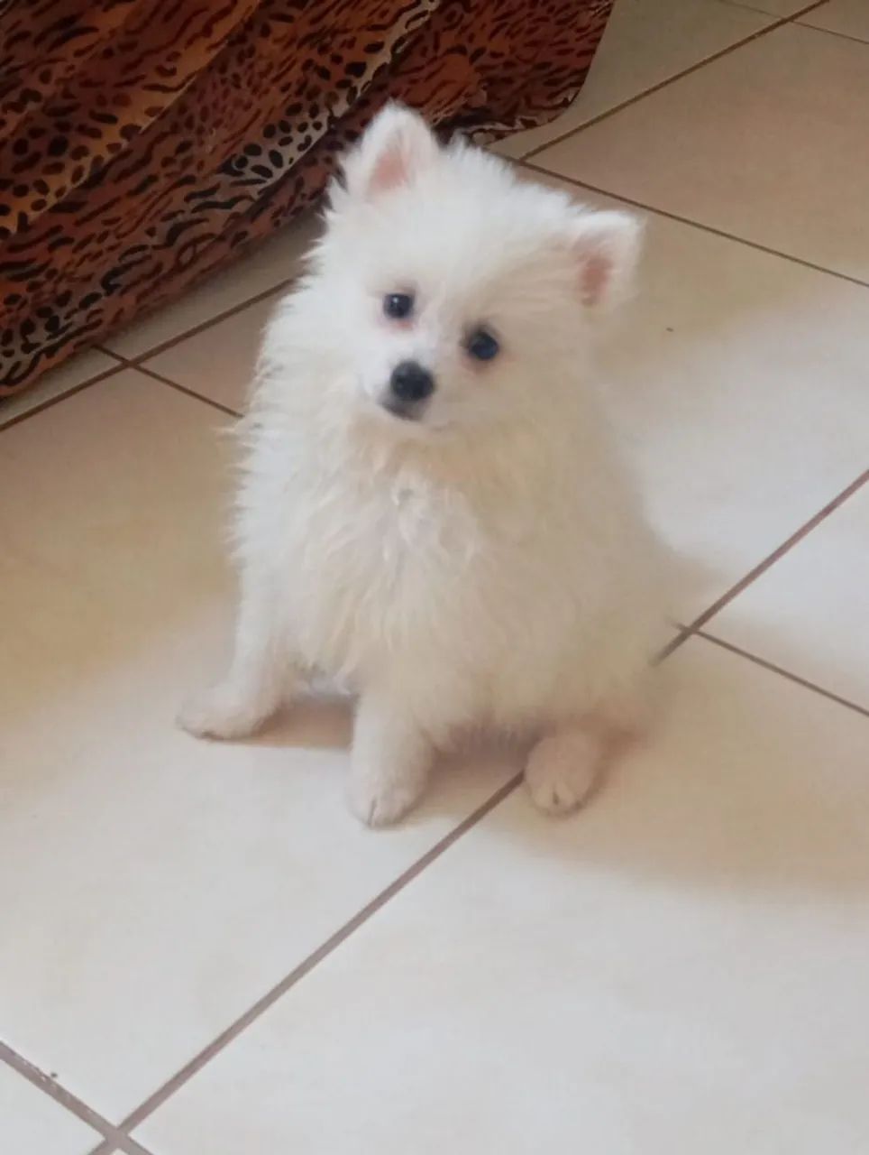 Filhote de Spitz alemão  - Foto 2