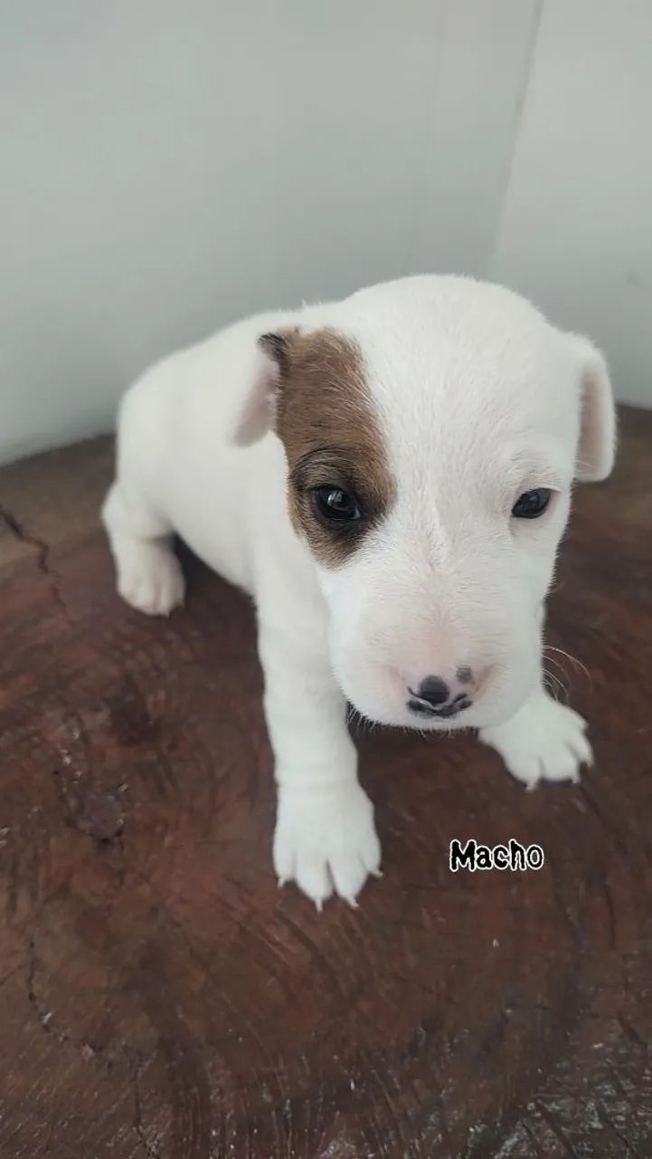 JACK RUSSELL TERRIER Cachorros Praia da Costa, Vila Velha