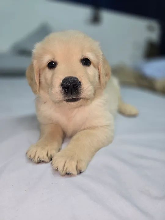 FEMEA golden retriever 100% puro com pedegree - Foto 2