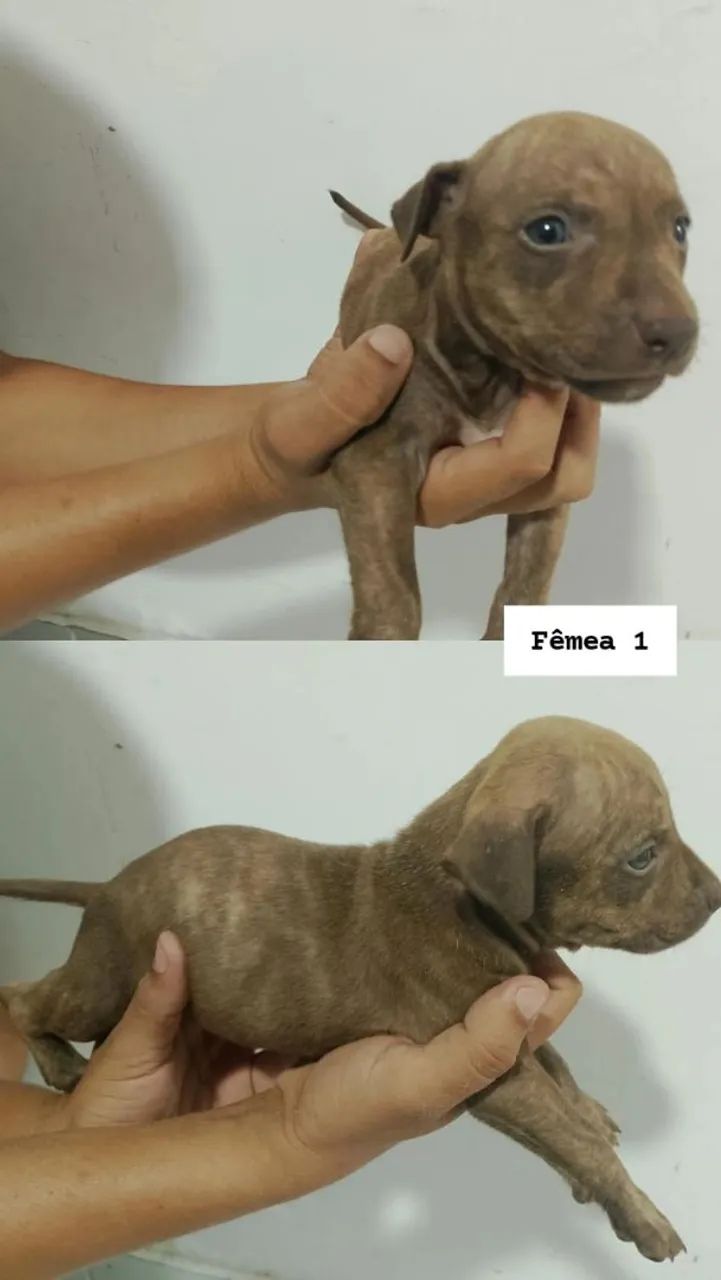 Filhotes de Pitbull - Foto 4