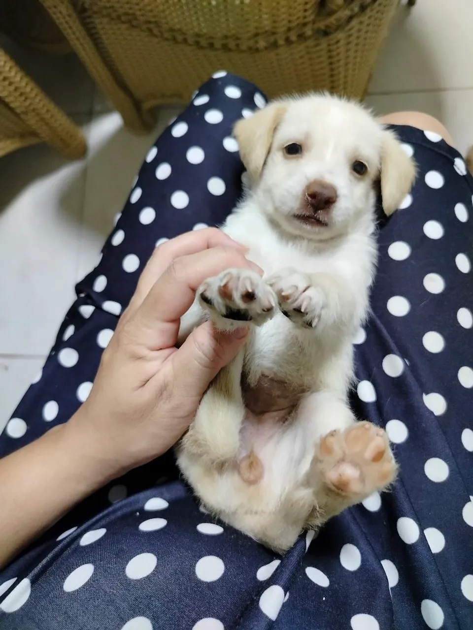 Poodle mestiço