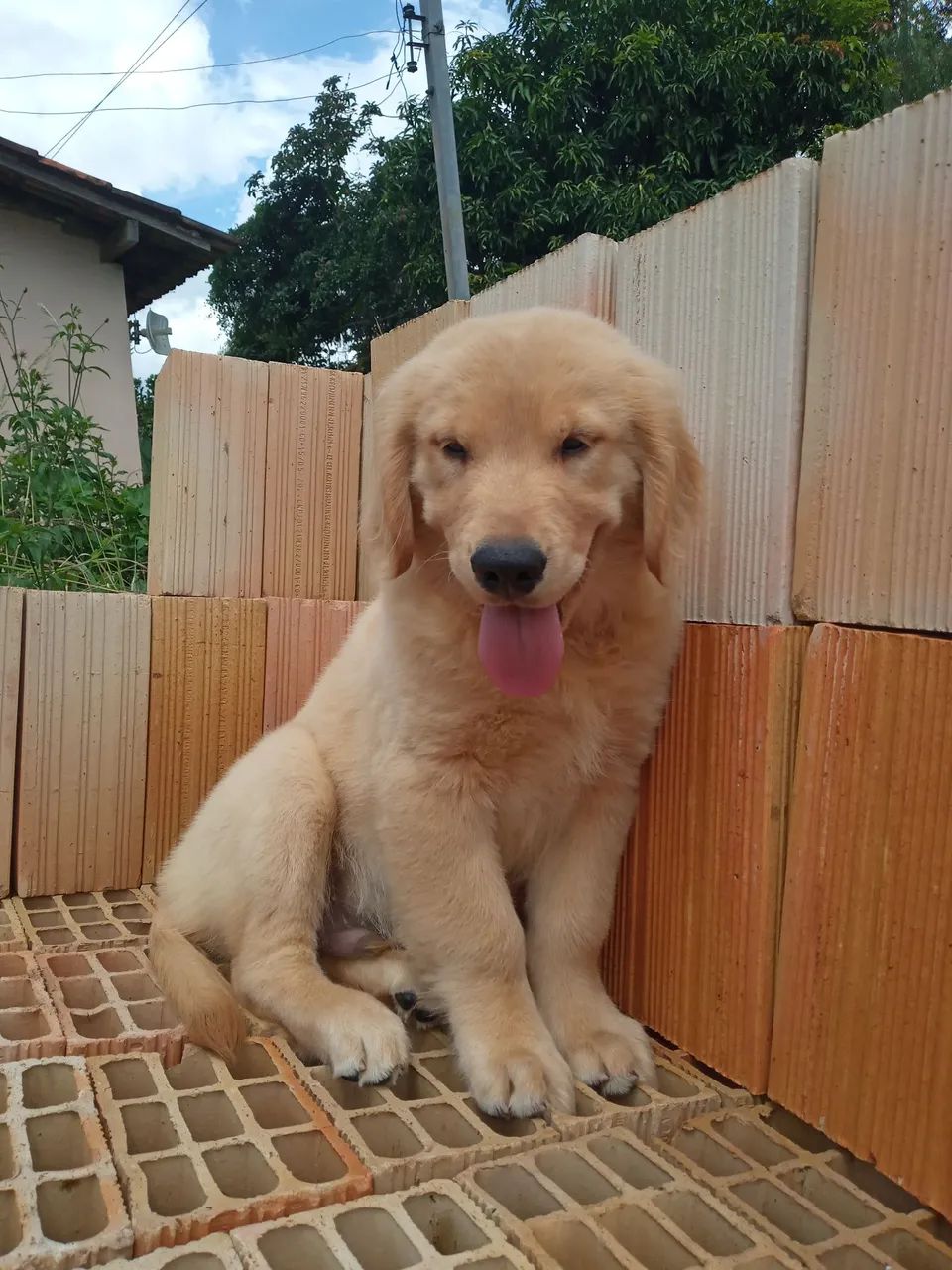 Filhote Golden Retriever com laudo de ausência de displasia nos pais, vacinados