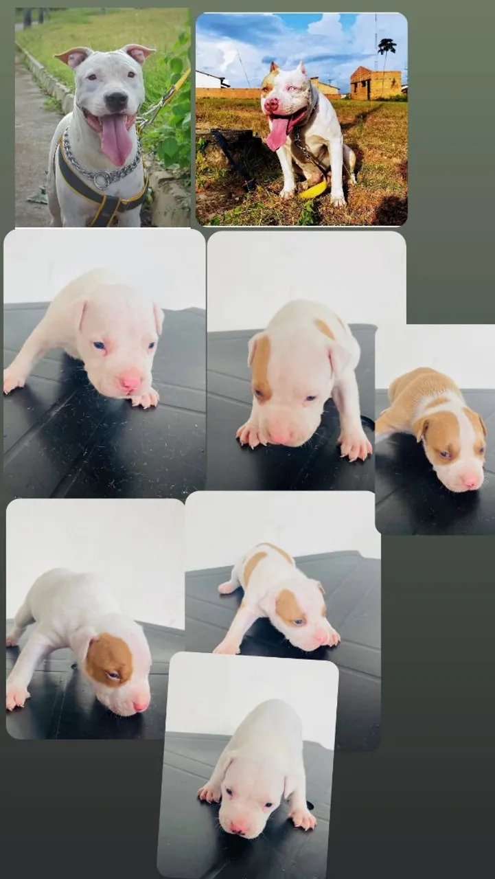 Filhotes de Pitbull nascido dia 29/04
