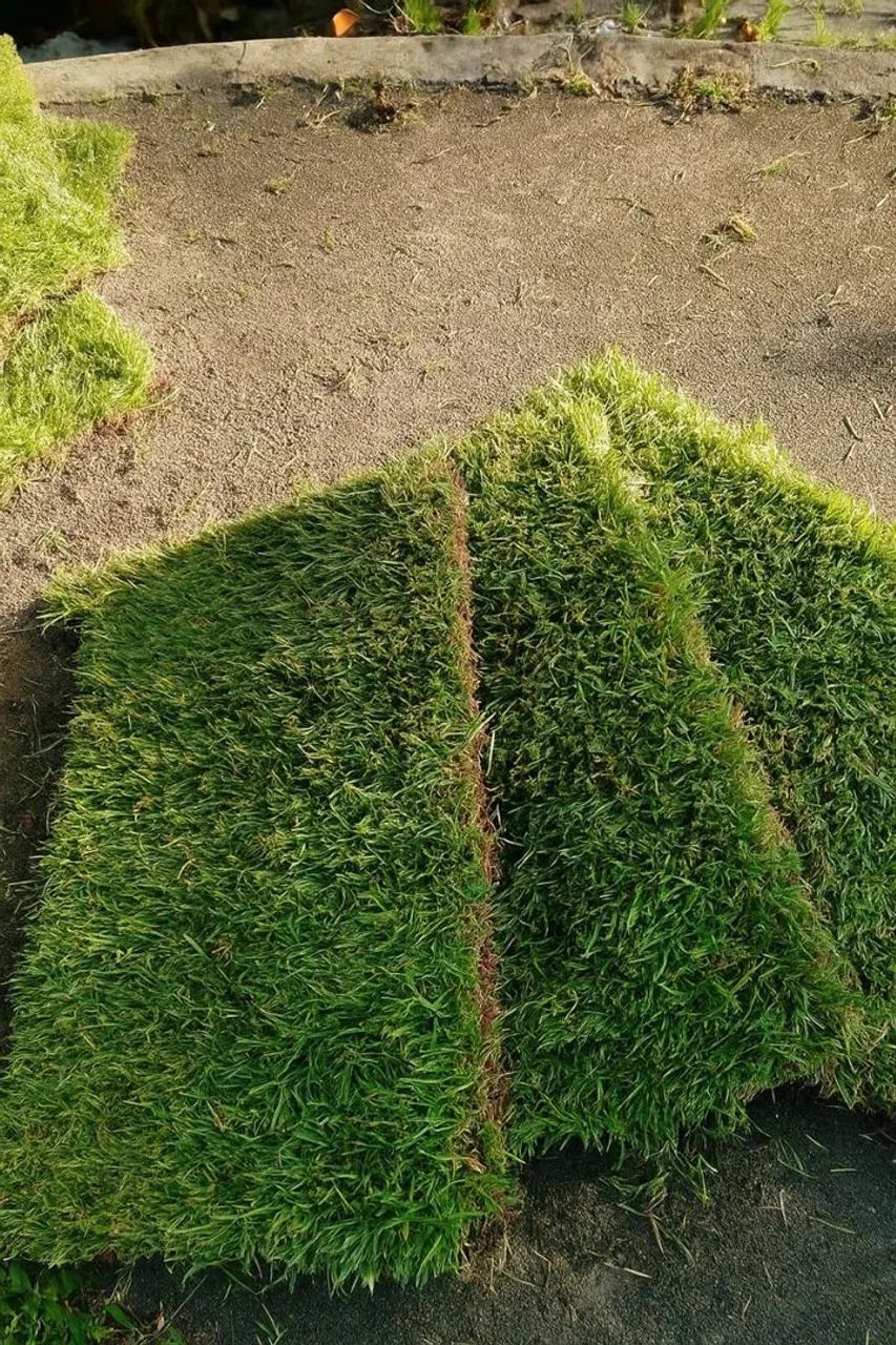 Grama esmeralda de qualidade para seu jardim. - Foto 2