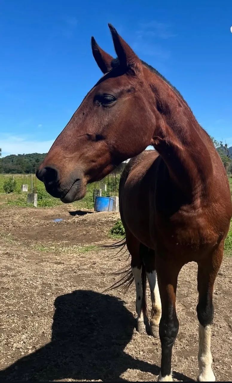 Cavalo Mangalarga marchador