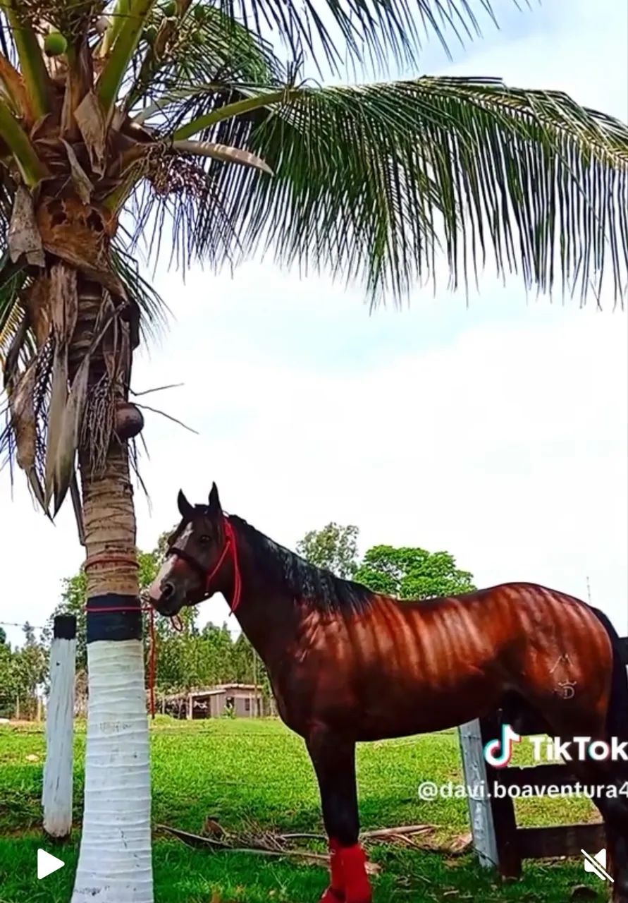 Cavalo puro po registrado