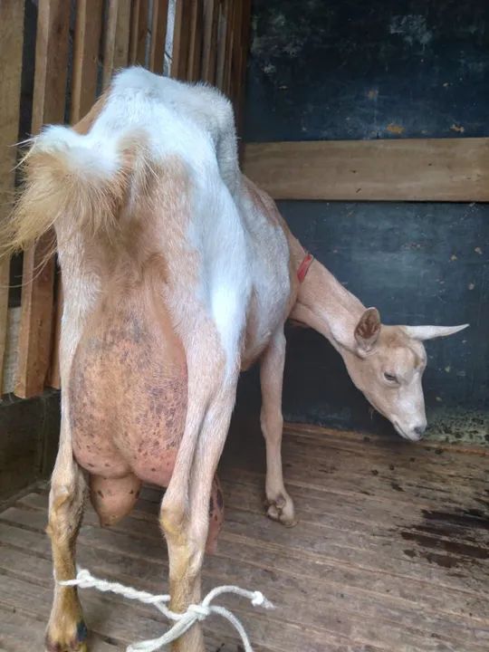 Cabra leiteira a venda 