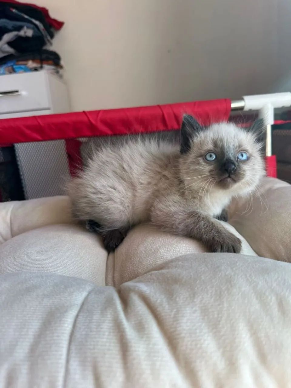 Siamês macho - Foto 2