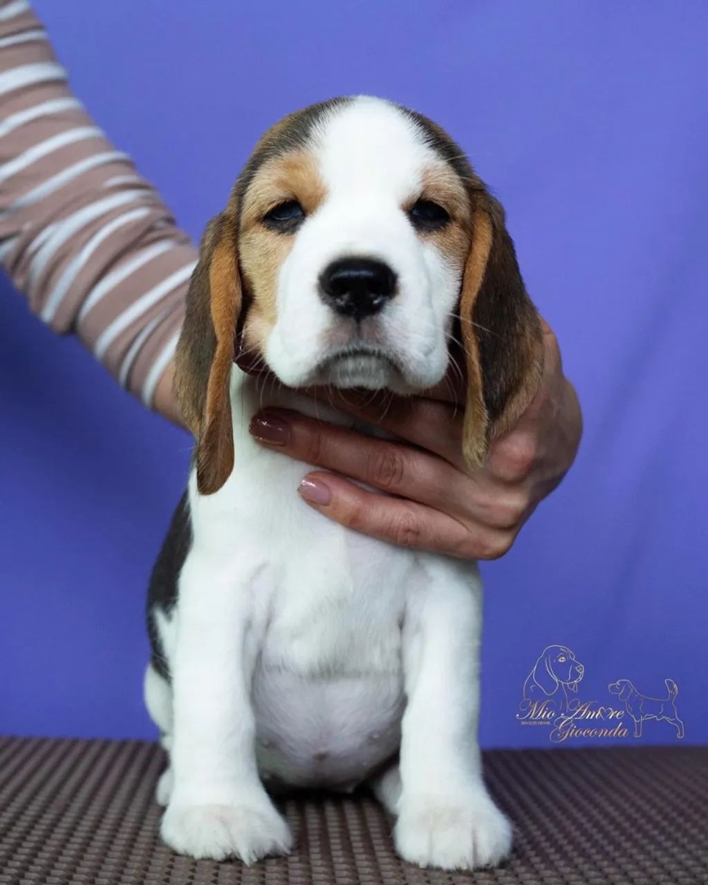 Beagle filhotes tricolor  - Foto 2