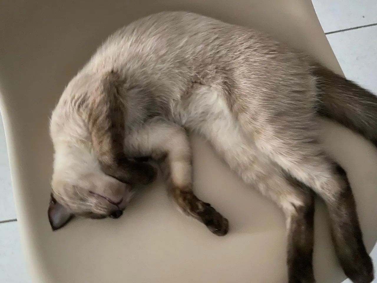 ADOÇAO RESPONSAVEL - Foto 6