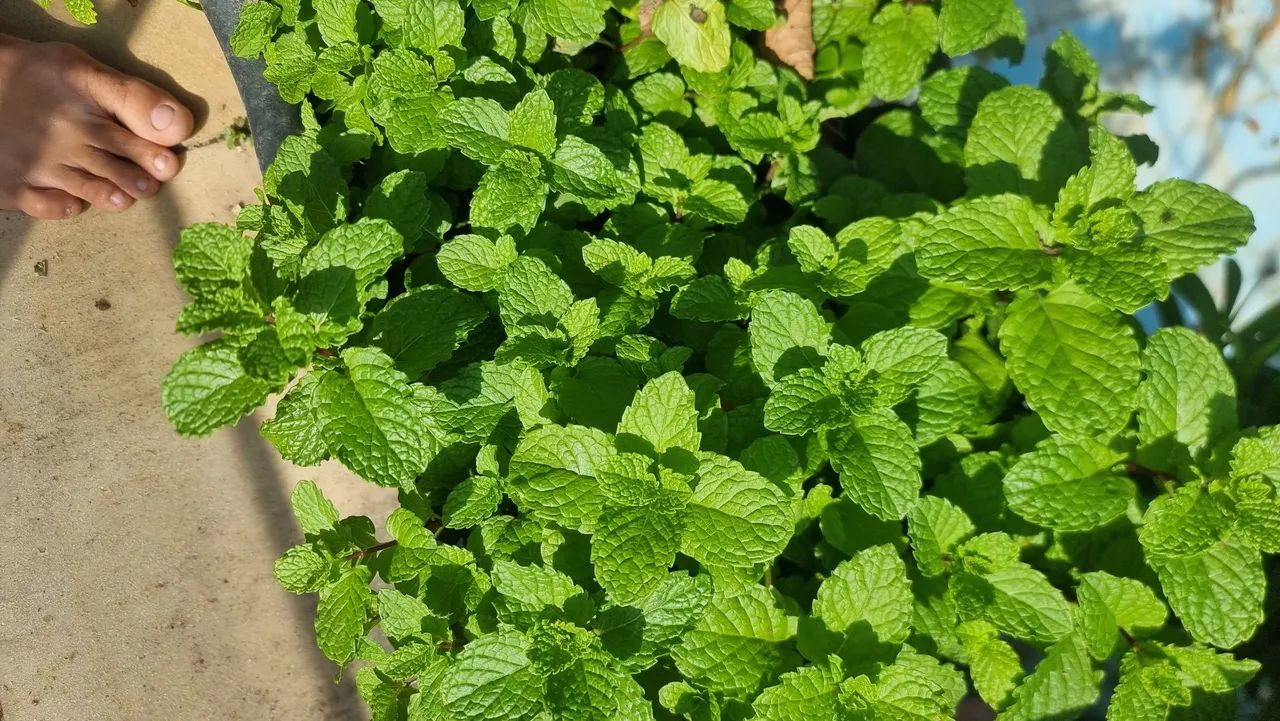 Vaso de hortela organica com muita terra adubada e organica tambem - Foto 6