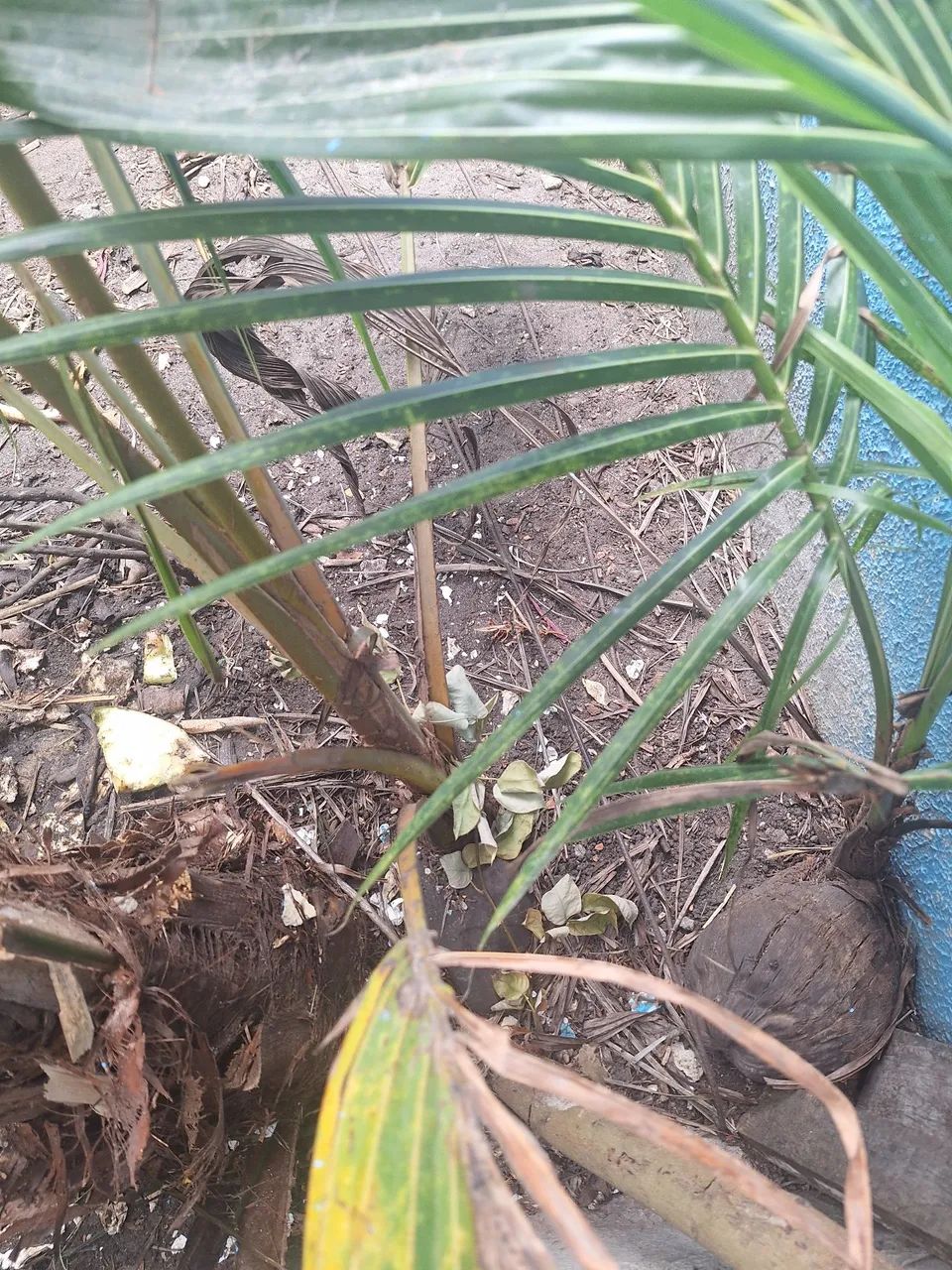 Mudas de coco anão 64304354793859121