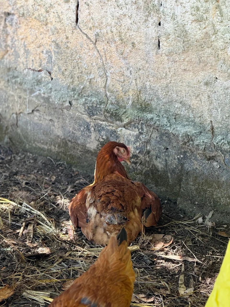 Franga Embrapa 051 - Foto 6