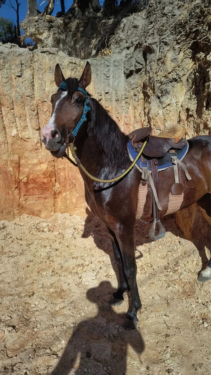 MANGALARGA REGISTRADO - Foto 5