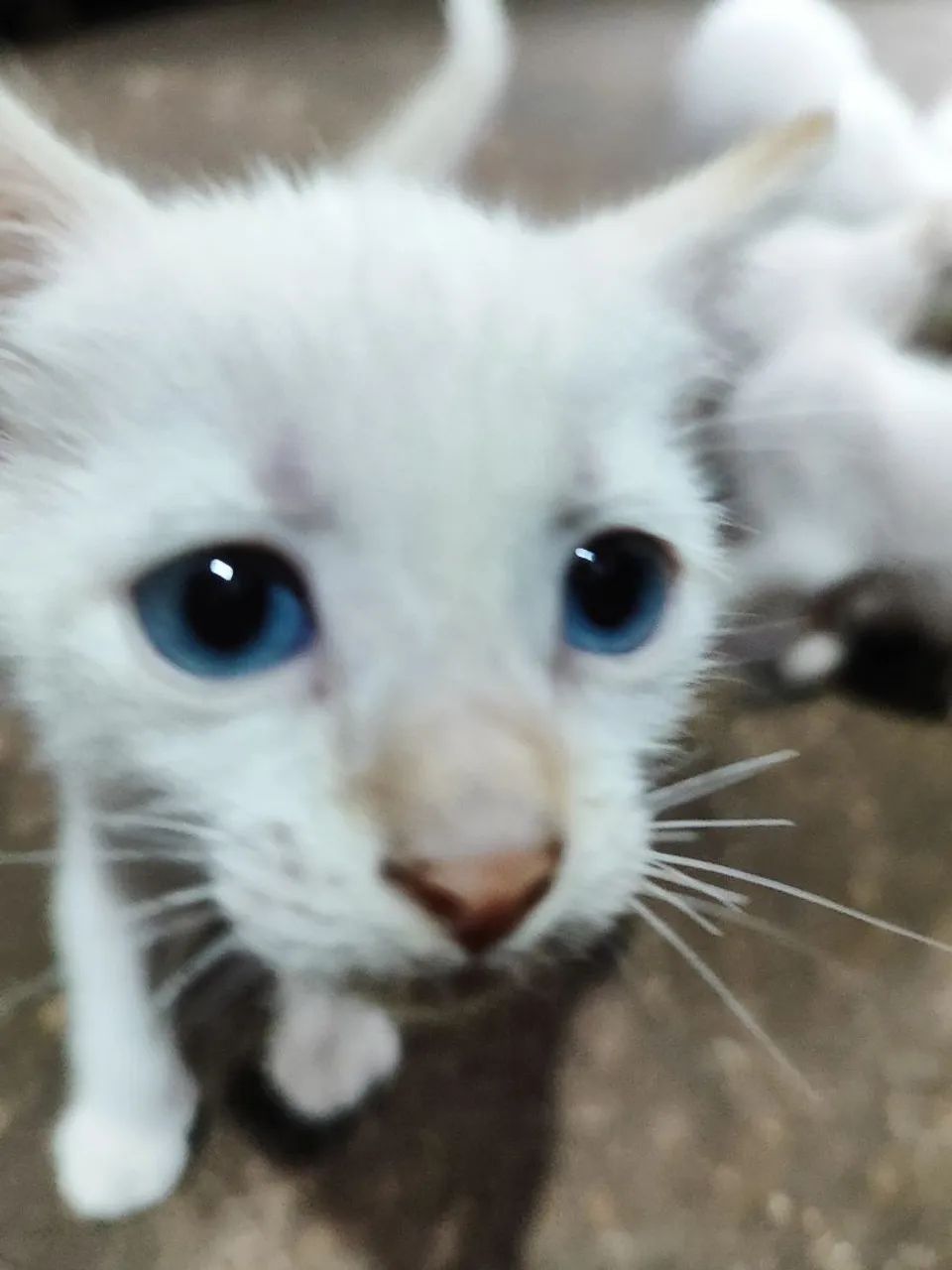 Doação de gatinhos - Foto 3