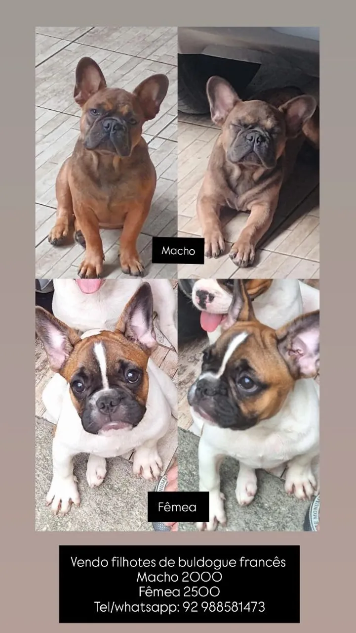 Filhotes de Bulldog Francês à Venda