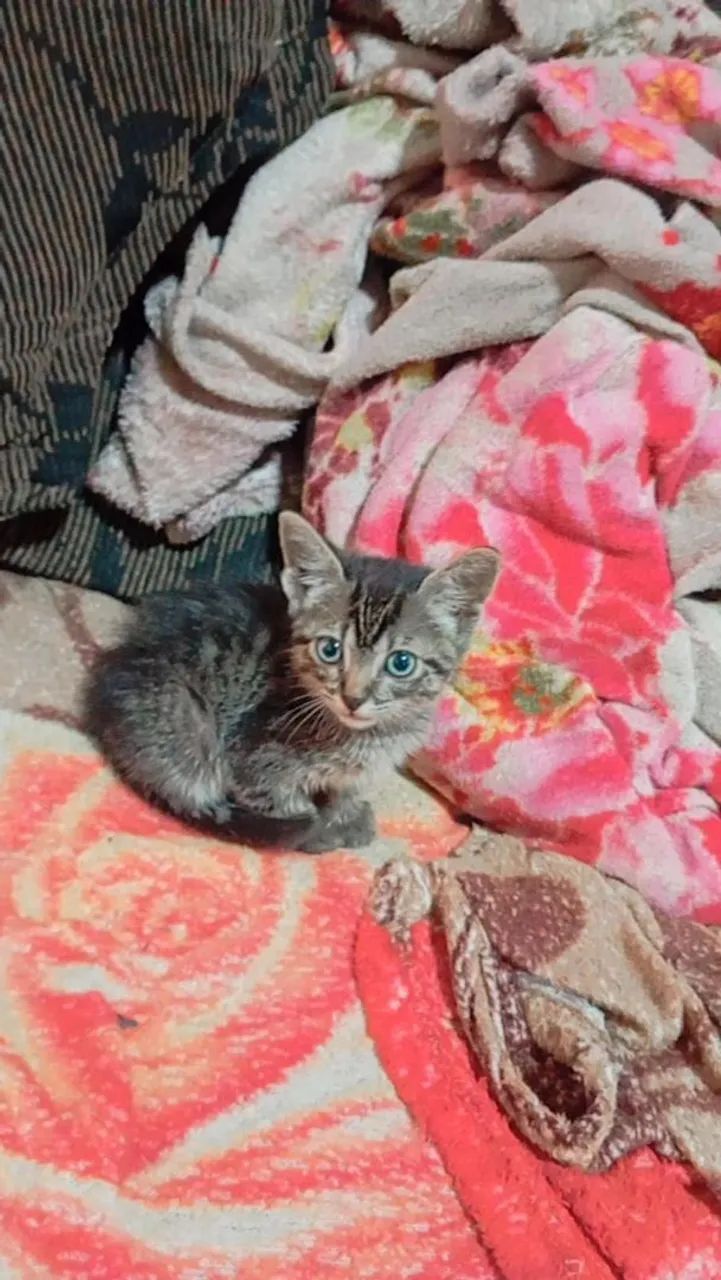 Gatinho filhote para adoção