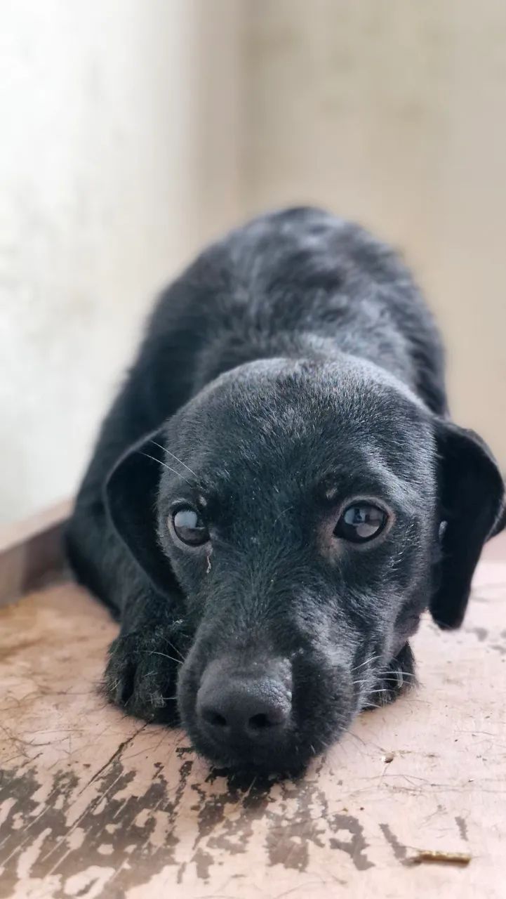 Cachorro preto de porte pequeno